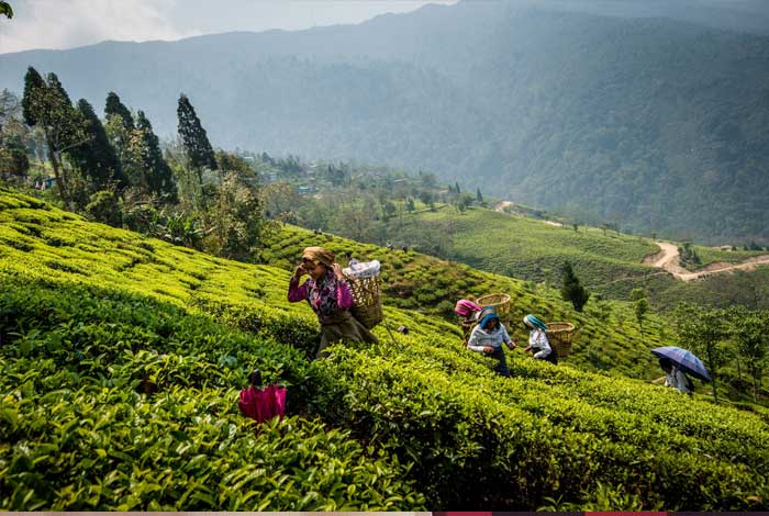 kurseong homestay