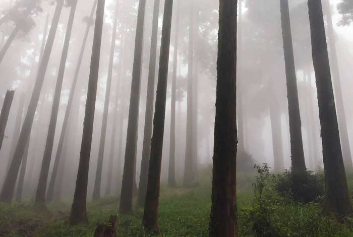 homestay in kurseong