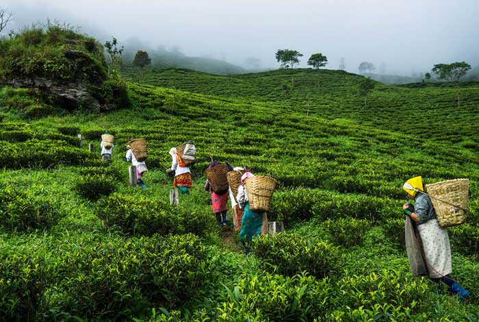 kurseong homestay